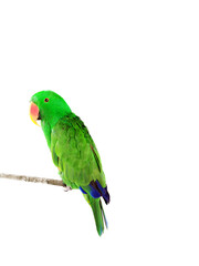 Beautiful green Electus parrot isolated on white