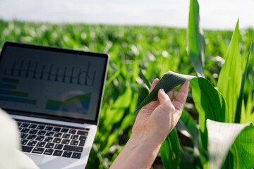 Agronomist analyzing graph on laptop screen and examining plants at field