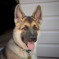 German Shepherd Puppy