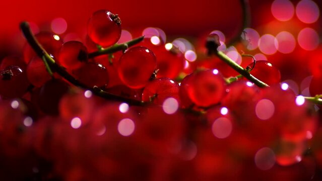 Red currant berry background, close up. Selective focus. Fresh and juicy organic redcurrant berries macro shot. Tasty vegan food backdrop. 