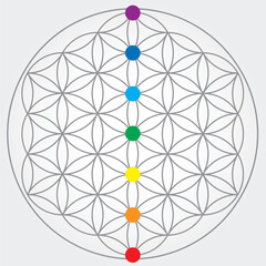 Symbole de la fleur de vie en couleurs grises, roue énergétique univers cosmique avec les sept couleurs de chakra