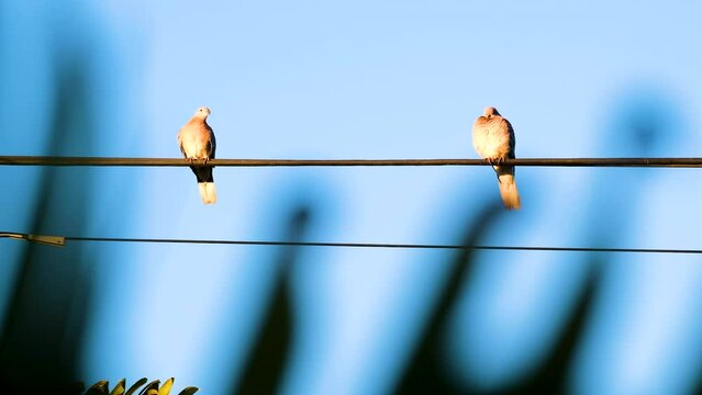 View from behind leaf of two Laughing turtle doves on wire in morning light