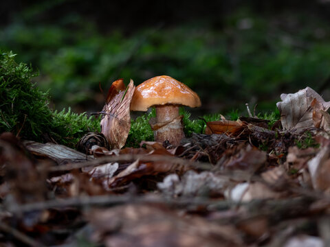 Pilz-Nahaufnahme auf Waldboden. Ein hellbrauner Krempling (Paxillus involutus) w&auml;chst zwischen Moos und dunklem Herbstlaub. Extrem niedrige Perspektive erzeugt einen unscharfen Vordergrund
