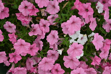 pink petunia flowers close-up, soft pink background from flowers	
