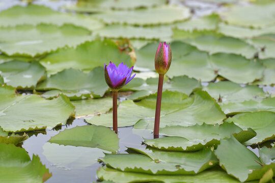 Blooming lotus and purple buds among the lotus leaves in the pond.