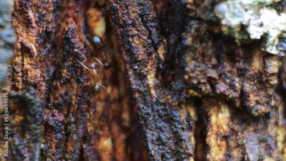 Poster close up macro view of black ants crawling through cracks in tree bark