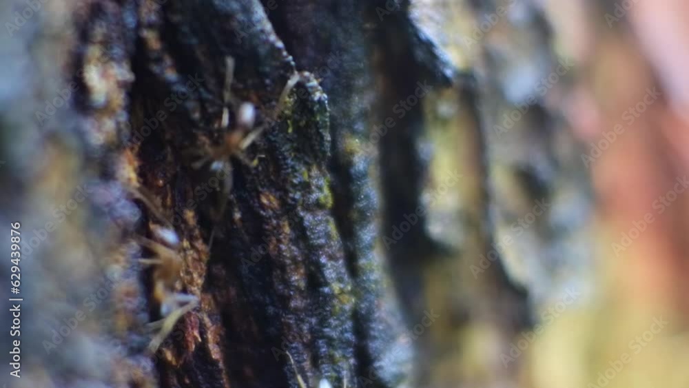 Poster close up macro view of black ants crawling through cracks in tree bark. insect slow motion