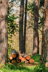 Firewood logs in forest ready to be transported
