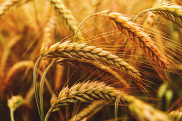 Ripening ears of common wheat (Triticum aestivum) cultivated crops in field - obrazy, fototapety, plakaty