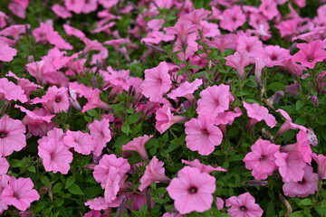 pink petunia flowers close-up, soft pink background from flowers	
