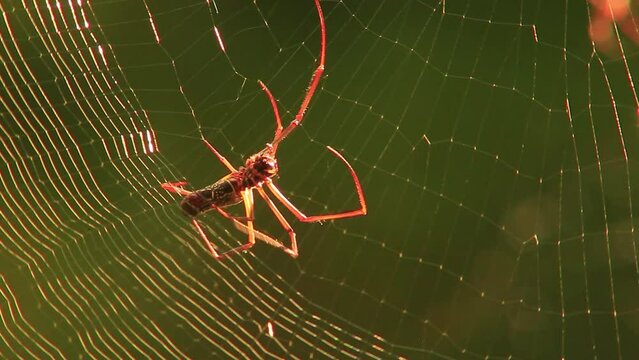 Golden silk orb-weaver spider building a trap, silk shining in the sun.