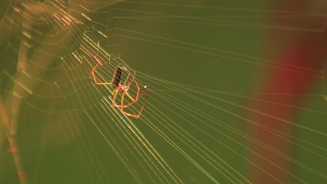 Angled view of a spider building a web