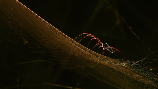 Macro, side on, close-up view of orb weaver spider sitting on his web. Golden silk glowing in the light.