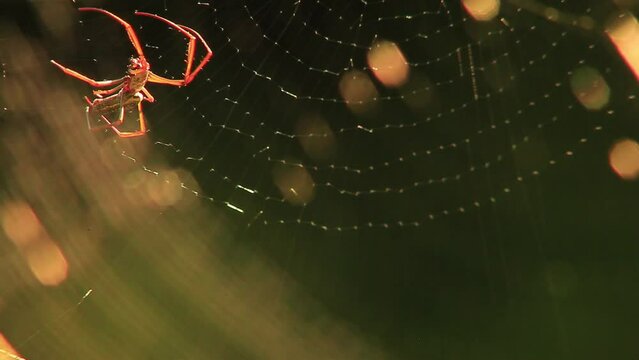 Close-up shot of spider building a web. Web moving slightly in the wind.