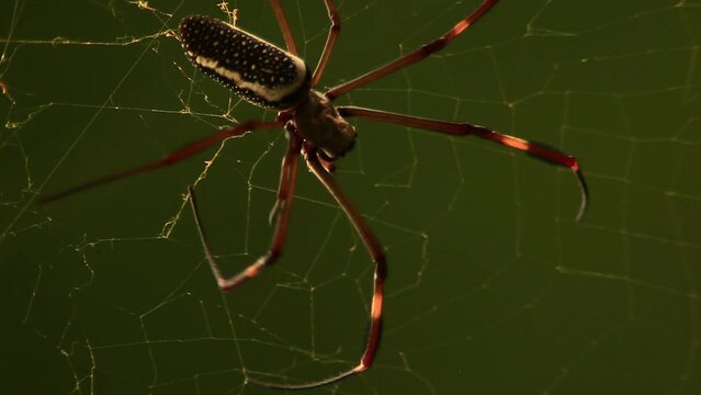 Scary black spider working hard, building a web.