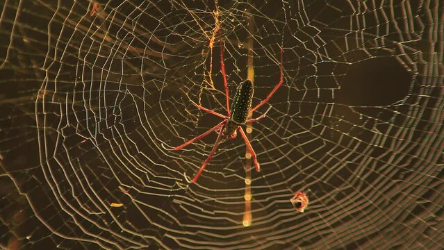 Closeup view of golden orb weaver spider sitting on his web
