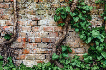 Heartshaped creeping ivy growing against the old brick cemetery wall