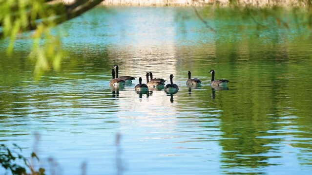 4k footage of group of geese swimming with fore ground in frame.  60 fps