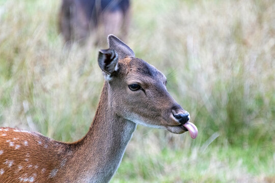 deer in the grass, sticks out the tongue