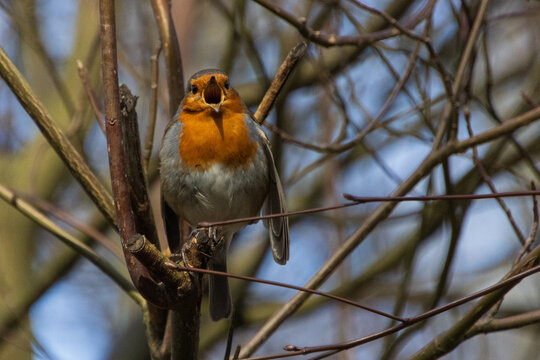 robin on branch