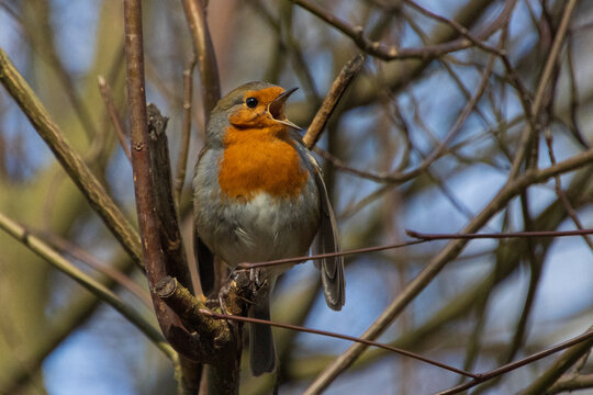 robin on a branch