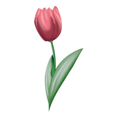 vector image of water color pink tulip