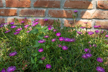 Flowers in the garden on a sunny day.SHot against brick wall.