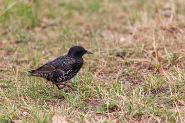 Starling walking on meadow