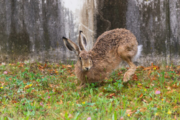 Brown wild rabbit jumping