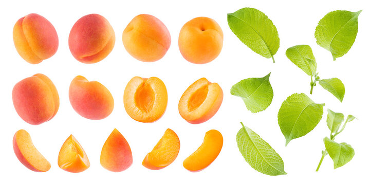 Orange apricots and single green leaves, young sprouts of apricot tree - collection isolated on white background, whole, slices, pit, different sides, closeup. Summer fruits - many design elements.