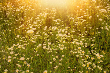 Obraz na płótnie Canvas Chamomile flowers growing on the meadow.