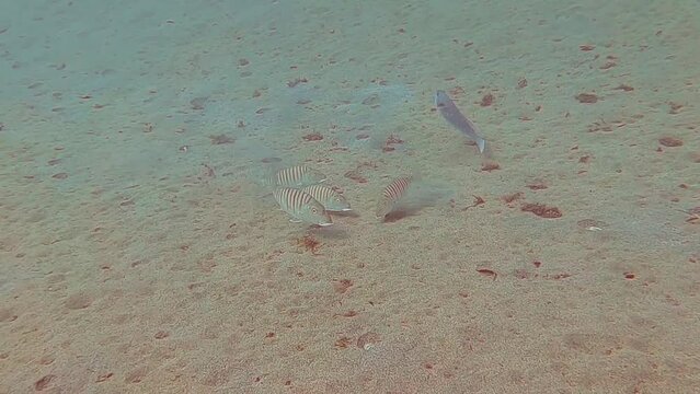 Sand steenbras (Lithognathus mormyrus), Lanzarote, Canary Islands, Spain, Europe