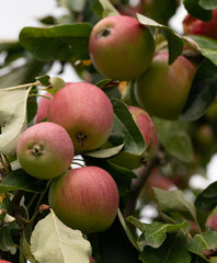Apples in the orchard at the beginning of autumn