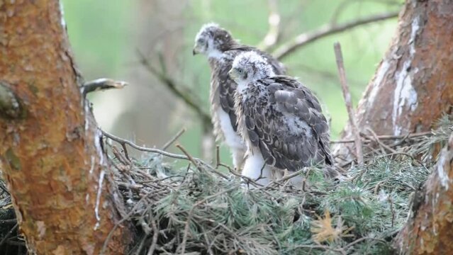 Northern goshawk (Accipiter gentilis), young birds in eyrie, transition from dark plumage to feathers, North Rhine-Westphalia, Germany, Europe