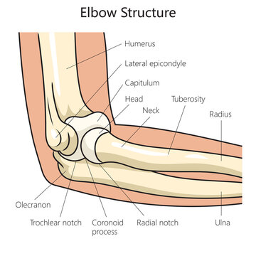 Anatomy structure of the human elbow diagram schematic raster illustration. Medical science educational illustration