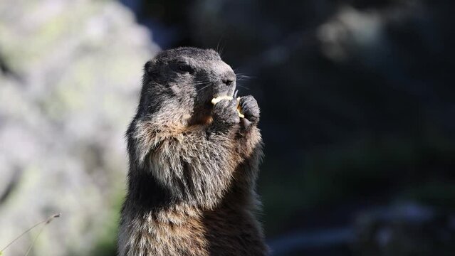 Marmot (Marmota), Mankei, Muggen, eats
