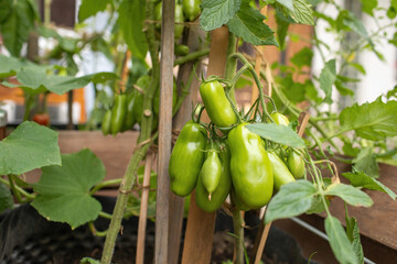 Tomatoes growing in the garden in container.