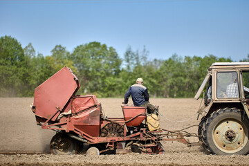 Farm worker operates potato planter while sitting on it during spring sowing season.
