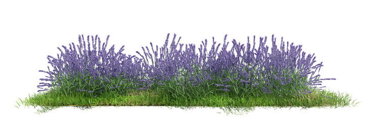 Field of flowers and grass cut out on transparent background.