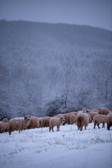Naklejka premium Flock of sheep on a cold morning near the frosty forest. Ovis aries a domestic animal in the winter season in the fold on a light snow