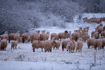 Flock of sheep on a cold morning near the frosty forest. Ovis aries a domestic animal in the winter season in the fold on a light snow