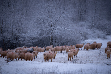 Flock of sheep on a cold morning near the frosty forest. Ovis aries a domestic animal in the winter...