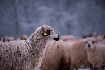 Flock of sheep on a cold morning near the frosty forest. Ovis aries a domestic animal in the winter...