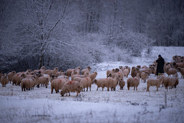 Flock of sheep on a cold morning near the frosty forest. Ovis aries a domestic animal in the winter...