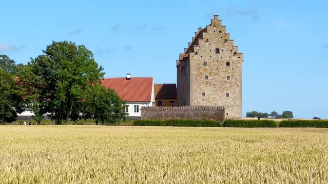Field of ripe wheat in front of the medieval castle Glimmingehus in Simrishamn municipality, Scania, Sweden, Scandinavia, Europe