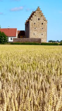 Field of ripe wheat in front of the medieval castle Glimmingehus in Simrishamn municipality, Scania, Sweden, Scandinavia, Europe