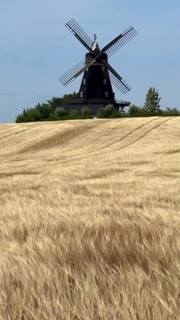Wind in barley field in front of an old windmill type Dutchman in Oevraby, Tomelilla municipality, Scania, Sweden, Scandinavia, Europe