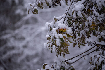 Apple branches full of snow. Autumn fruits left on the tree during the winter. Malus Pumila plant in winter season 