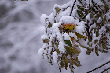 Apple branches full of snow. Autumn fruits left on the tree during the winter. Malus Pumila plant in winter season 