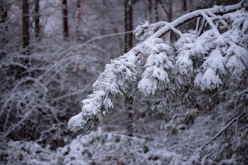 Pine branches covered with snow. Genus of plants from the pinaceae family in a heavy winter